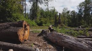West Point, UT Tree Removal Company