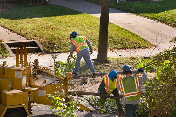 Best Organic Lawn Care Solutions  in West Point, UT